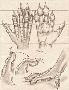 some drawings of different types of hands