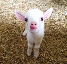 a small white goat standing on top of dry grass