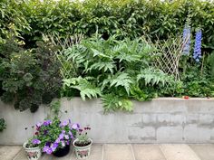 several potted plants in front of a concrete wall