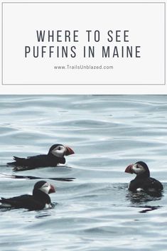 two birds swimming in the water with text overlay where to see puffins in maine