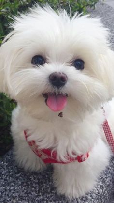 a small white dog sitting on top of a cement ground next to green grass and flowers