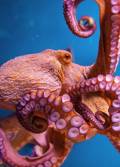 an octopus is swimming in the water