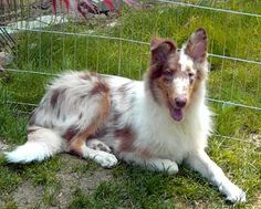 a brown and white dog laying in the grass next to a wire fence with pink flamingos behind it