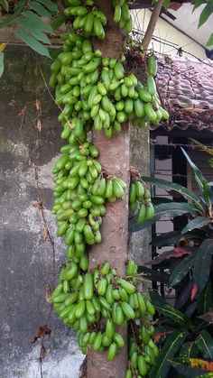 bunches of unripe bananas growing on a tree