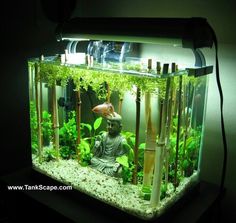 an aquarium filled with plants and buddha statue