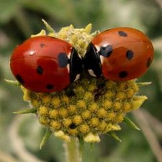 two ladybugs sitting on top of a yellow flower