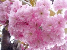 pink flowers blooming on the branches of a tree