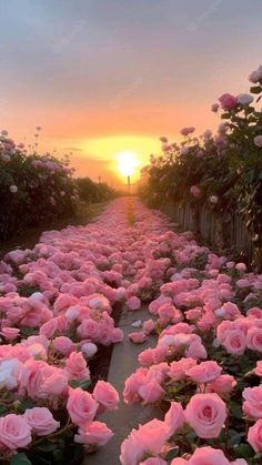 pink roses are blooming in the garden at sunset