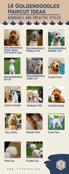 a poster with different types of dogs and their names