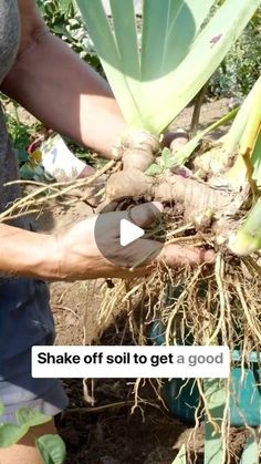 a person holding up some plants in their hands with the words shake off soil to get a good deal