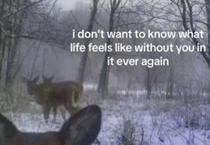 two wolfs standing in the snow with one looking at the camera and the other saying i don't want to know what life feels like without you