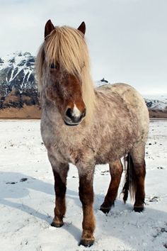 a brown and white horse standing on top of snow covered ground with mountains in the background