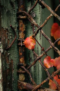 an old rusty fence with some leaves on it