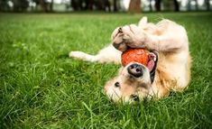 a dog rolling around in the grass with an orange ball on its back and paws