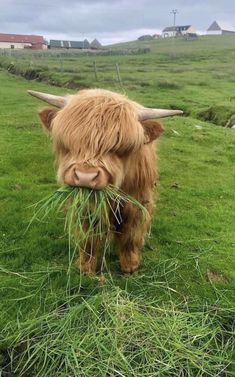 an animal with long horns eating grass in a field