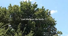 the words can you hear the birds? are written in front of a large tree