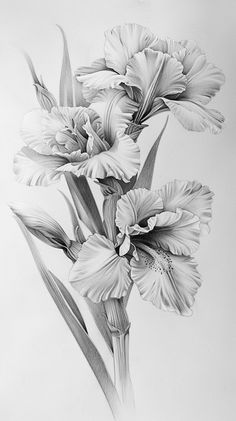 a pencil drawing of some flowers on a white background