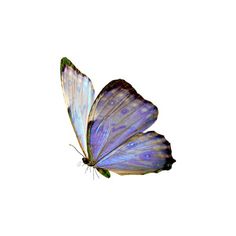 a blue butterfly flying through the air