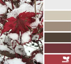 the first snow hues from design seeds are red, brown, and white in color