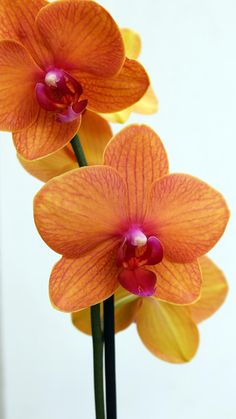 two orange orchids are in a vase