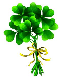 a bunch of four leaf clovers tied with a yellow ribbon on a white background