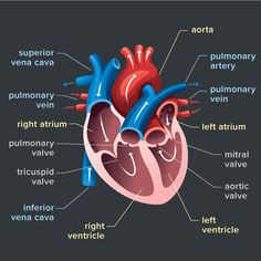 the human heart labeled in all its major parts, including valves and ventricles