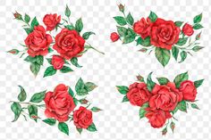 red roses with green leaves on a white background, hd png downloads to use for