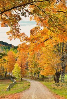 a dirt road surrounded by trees with orange and yellow leaves