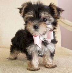 a small dog with a pink bow tie on it's collar sitting in front of a happy birthday card