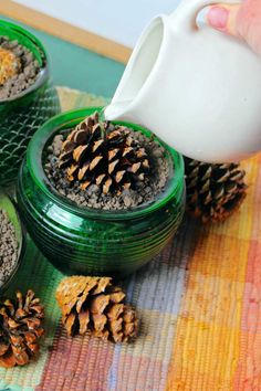 a person pours milk from a pitcher into small green dishes filled with pine cones