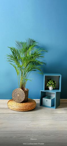 a potted plant sitting on top of a wooden table next to a blue wall