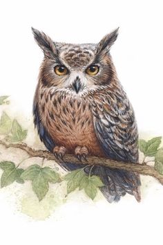 Owl drawing realistic illustration to capture the beauty and grace of these majestic birds in great detail. Watercolour Owl, Barn Owl Art, Majestic Birds, Ideas Sketchbooks, Owl Drawing, Blue Bird Art, Raccoon Art, Owl Posters, Owl Art Print