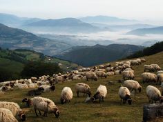 a herd of sheep grazing on top of a grass covered hillside with mountains in the background