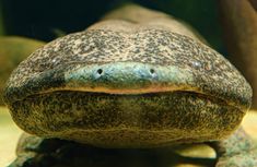 a close up view of the head and body of a large, ornate looking animal