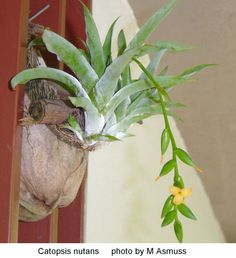 a potted plant hanging from the side of a wall