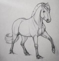 a pencil drawing of a horse standing on one leg with its tail in the air