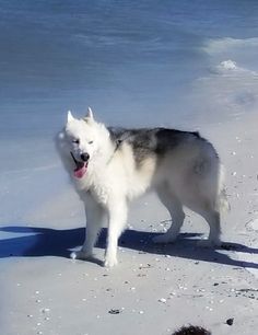 a white and black dog standing on top of a sandy beach