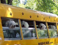 three dogs are sitting in the window of a school bus