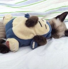 a siamese cat laying on top of a bed next to a stuffed animal toy