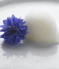 a blue flower sitting on top of a white plate