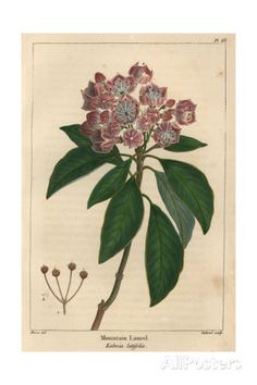 Mountain laurel Kalmia Latifolia, Illustration Botanique Vintage, Laurel Tree, Mountain Laurel, Botanical Illustration Vintage, Illustration Wall Art