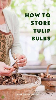 a woman in an apron scooping mushrooms from a basket with text overlay that reads how to store tulip bulbs