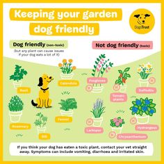 a poster describing the benefits of keeping your garden dog friendly in order to keep it safe