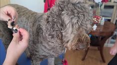 a dog is getting his hair cut by its owner