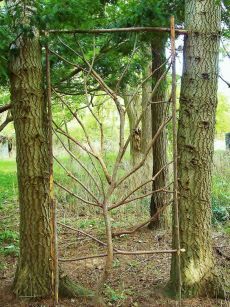 an image of a tree in the middle of a forest with vines growing on it