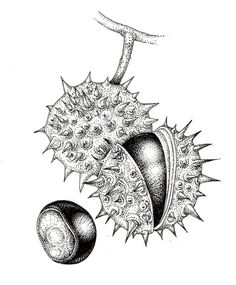 a black and white drawing of a fruit with two seeds on it's side