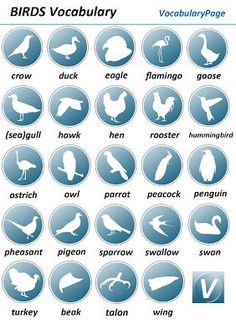 birds are shown in blue and white with the words bird's vocaculary