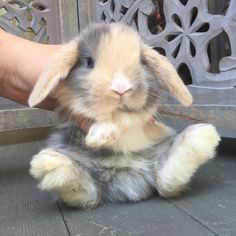 a small rabbit sitting on the ground next to a person's hand holding it