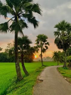 the sun is setting behind palm trees in a green field with a path leading to it