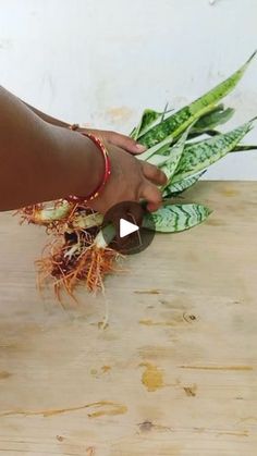 a person is cutting up some plants on a table with scissors and other things around them